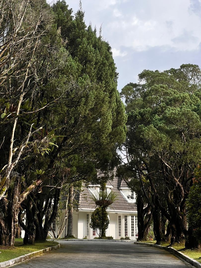 Tree-lined driveway leading to the white Dani Hill mansion